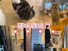 -有喵·猫咖·狗咖·30几只猫10只小狗(岗厦店)