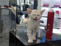 -Sying杉影日式烫染專門店