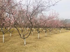 -大兴滨河森林公园