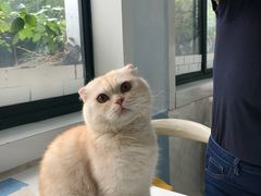 -喵的天空名猫咖啡馆·撸猫·猫舍·用品