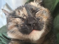 -中农国际动物医院24小时·猫科·骨科·急重症中心