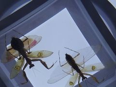 -上海昆虫博物馆