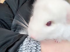 -藦茜花园宠物主题亲子互动体验馆(国顺东路店)