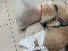 -宠福鑫康馨动物医院·骨科·眼科