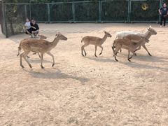 -北京麋鹿生态实验中心