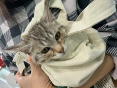 -安安宠医·臻爱宠物医院·宠保定点(营门口路分院)