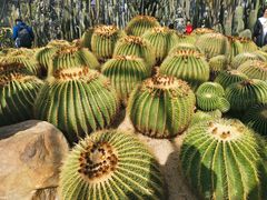 -深圳仙湖植物园