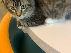 -泰国佛·塔罗·泰牌狐仙古曼