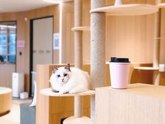 -CAT’S MEWSTAR CAFE·喵星球猫屋(晴湾咖啡店)