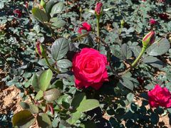 -人民公园(罗湖区)