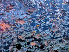 -成都浩海立方海洋公园