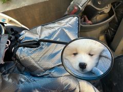 -宠颐生汉谟拉比宠物医院