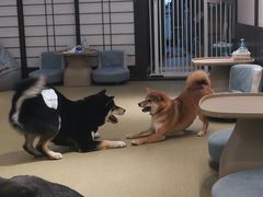 -逗柴咖啡屋·狗咖猫咖宠物桌游