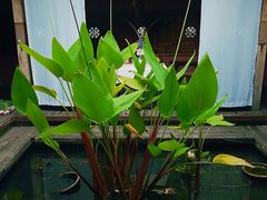 -都氏家DUSJOY(翡翠城店)