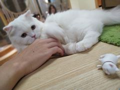 -猫和宫(六道口店)
