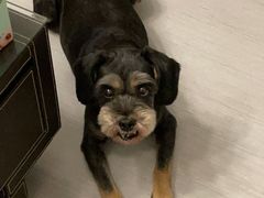 -伟伟宠物医院·CT影像中心·瑞派犬猫综合性门诊(汉口总院)