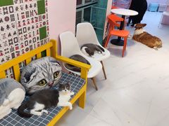-我爱猫咪·猫咖·狗咖·安哥拉兔·羊驼咖(小寨华旗店)