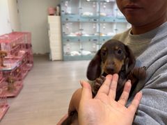 -萌宠之家·腊肠犬·马尔泰·小体犬舍
