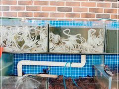 水产区-蟹谢蒸鲜自助餐厅