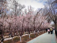 -桃花堤公园
