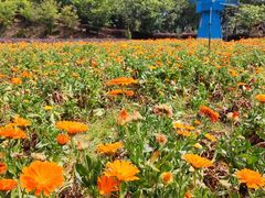 -广州市流溪河国家森林公园