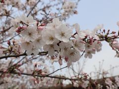 -南汇桃花村