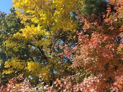 -北京西山国家森林公园