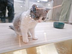 -飞行喵MR PILOT|猫舍·猫咖(静安大融城店)