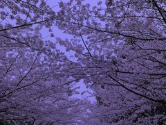-高东镇樱花园