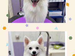 -唐小姐の私宠·宠物洗护美容·撸猫馆·购宠(周浦万达旗舰店)