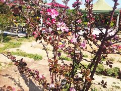 -小鱼草莓采摘园农家乐·小鱼餐厅