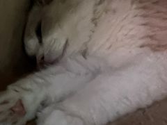 -藏猫猫咖啡主题馆(中央大道店)