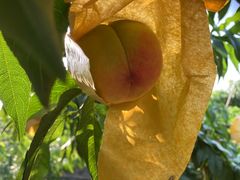 -老袁家蜜桃农场·阳山水蜜桃