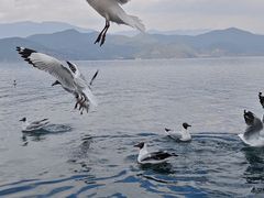 -泸沽湖里格半岛