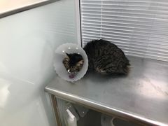 -瑞派·关忠动物医院·猫专科·犬专科(三环新城店)