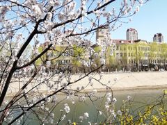 -桃花堤公园