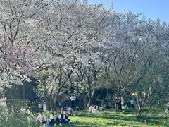 -苏州上方山国家森林公园