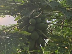 -万兴启丰椰子文化园餐厅
