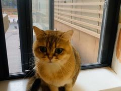 -滚猫咖啡·猫咖·猫友好撸猫(未来城店)