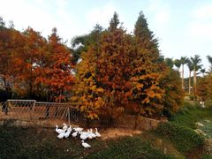 -厦门园林博览苑