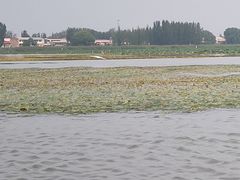-白洋淀景区