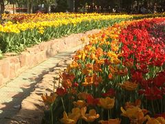 -洛阳郁金香牡丹园
