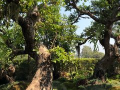 -Chom Cafe and Restaurant