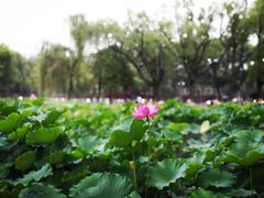 -四川大学(望江校区)