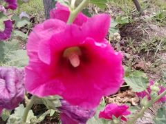 -天津东丽湖风景区