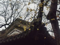 -秋霞圃