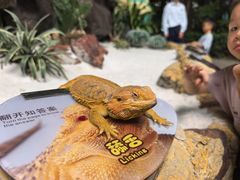 -广州长隆飞鸟乐园