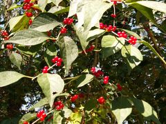 -大兴滨河森林公园