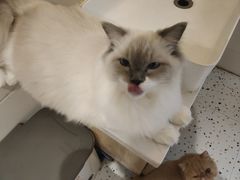 -滚猫咖啡·猫咖·猫友好撸猫(未来城店)