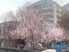 -桃花堤公园